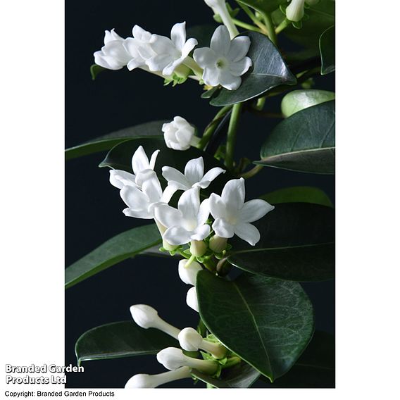 Stephanotis floribunda on a Hoop - Gift