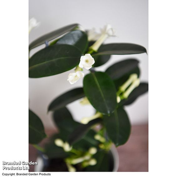 Stephanotis floribunda on a Hoop - Gift