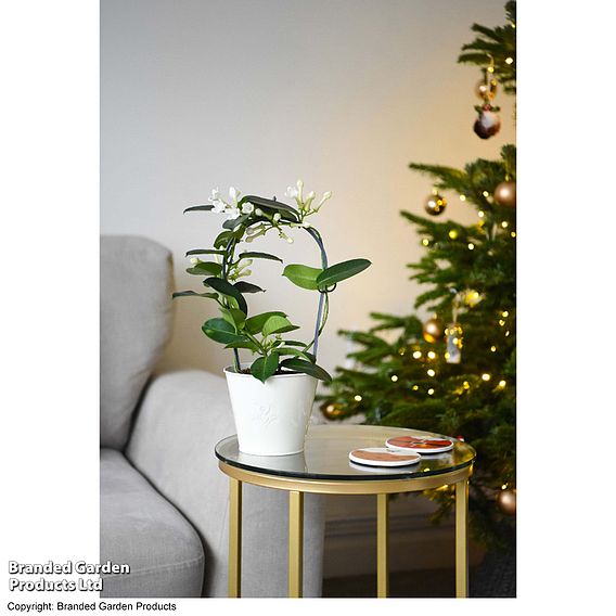 Stephanotis floribunda on a Hoop - Gift