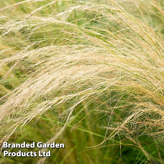 Stipa tenuissima 'Ponytails'