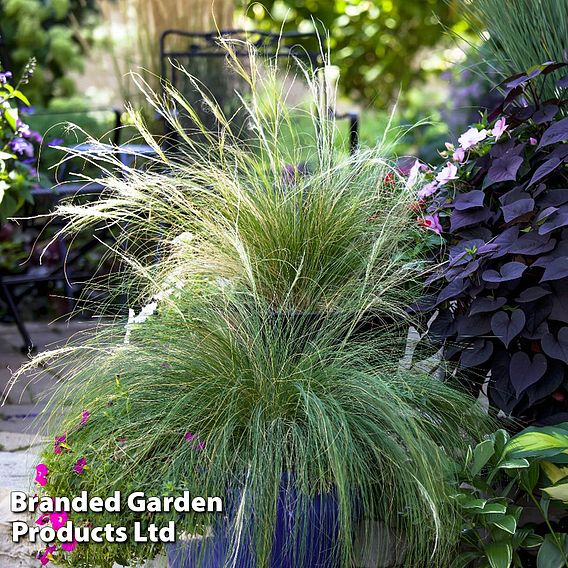 Stipa tenuissima 'Ponytails'