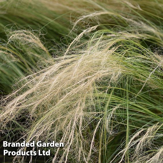 Stipa tenuissima 'Ponytails'