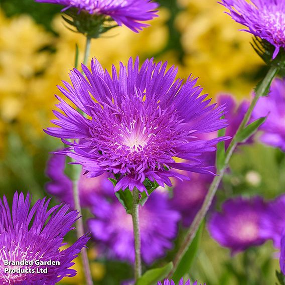 Stokesia 'Amethyst'