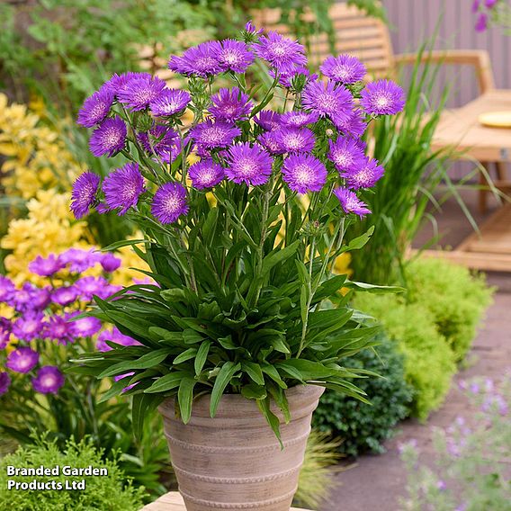 Stokesia 'Amethyst'