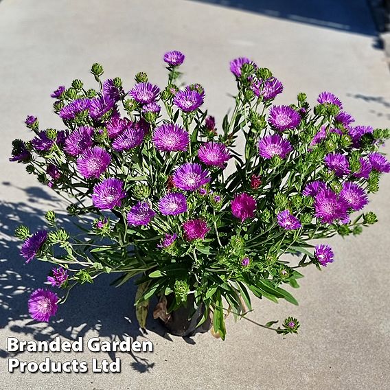 Stokesia 'Amethyst'