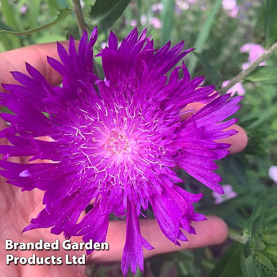 Stokesia 'Amethyst'