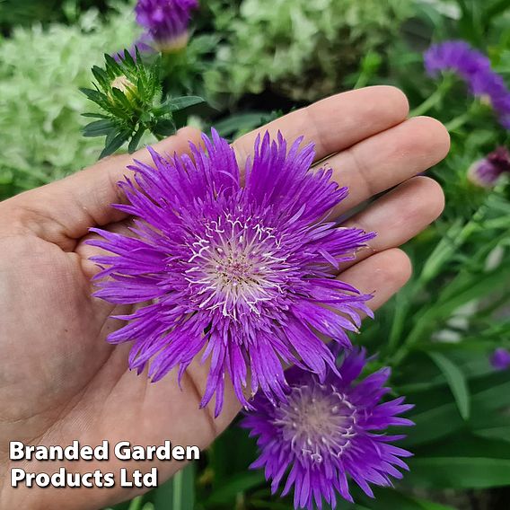 Stokesia 'Amethyst'