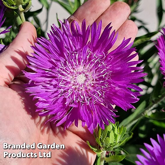 Stokesia 'Amethyst'