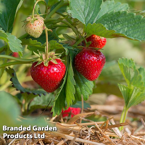 Strawberry Best Duo