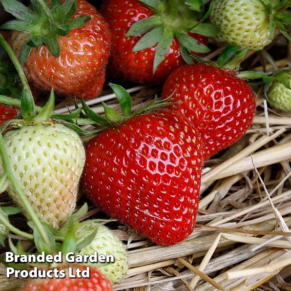 Strawberry 'Elegance' (Mid Season)