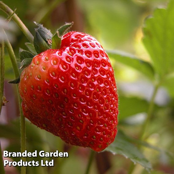 Strawberry 'Korona' (Early to Mid Season)