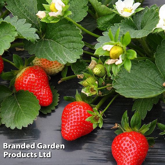 Strawberry 'Marshmello' (Mid Season)