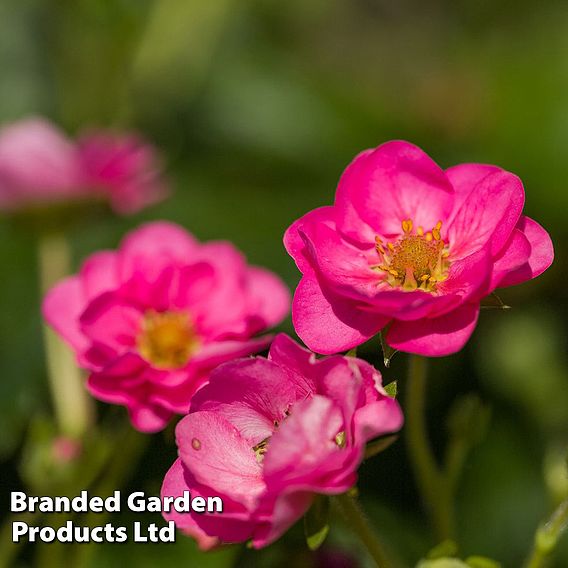 Strawberry 'Summer Breeze Cherry' (Everbearer/All Season)