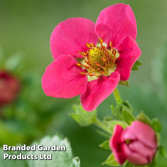 Grow Your Own Strawberry Collection