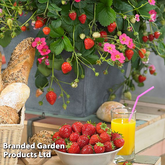 Grow Your Own Strawberry Collection