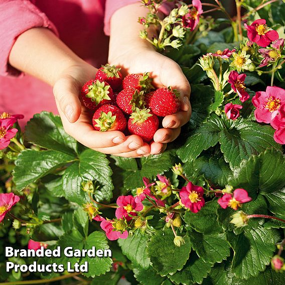 Grow Your Own Strawberry Collection