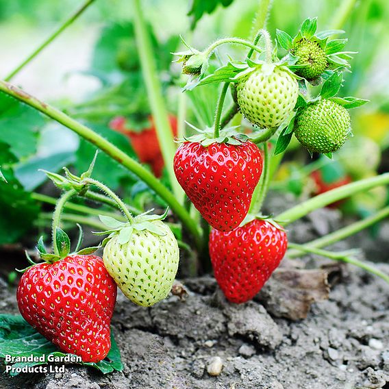 Strawberry 'Vibrant'