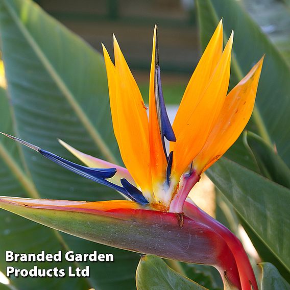 Strelitzia 'Bird of Paradise'