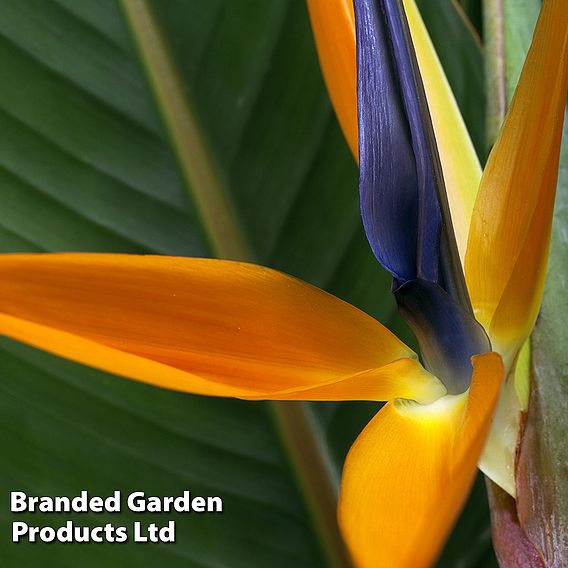 Strelitzia 'Bird of Paradise'