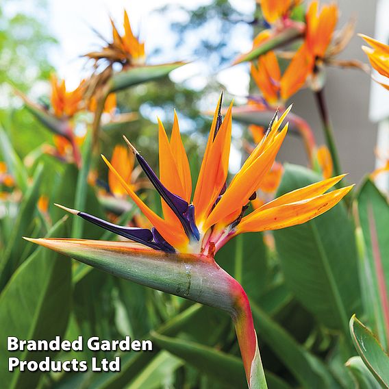 Strelitzia 'Bird of Paradise'