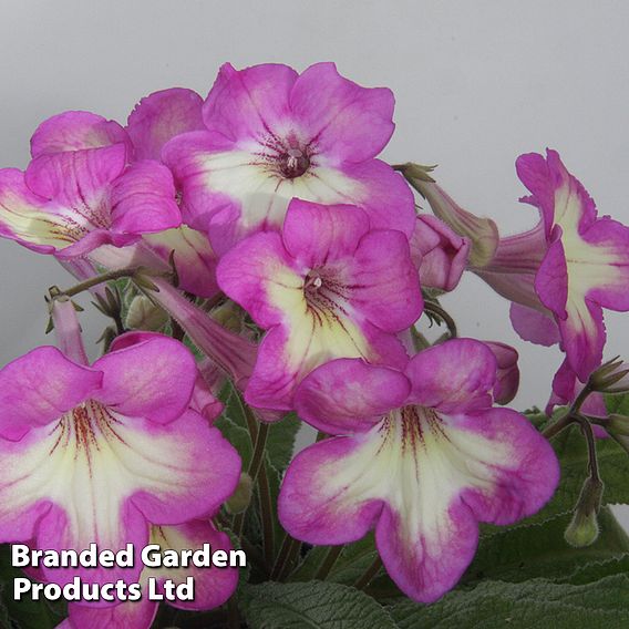 Streptocarpus 'Isla'