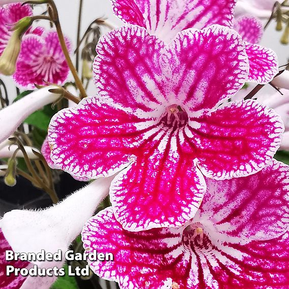 Streptocarpus 'Polka Dot Pink'