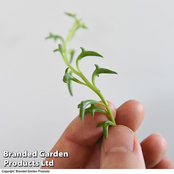 Senecio peregrinus 'String Of Dolphins'