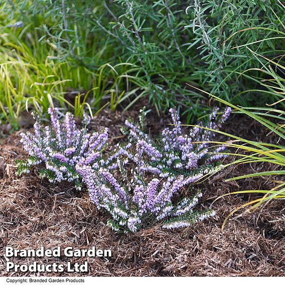 Strulch Mineralised Straw Garden Mulch