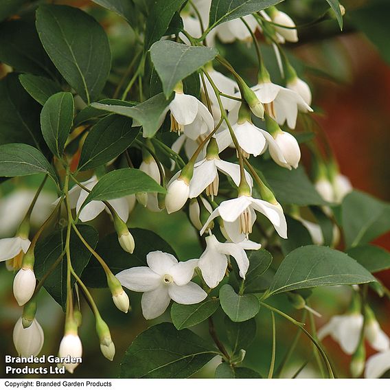 Styrax japonicus