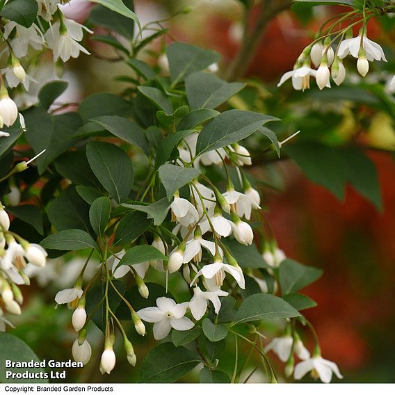 Styrax japonicus