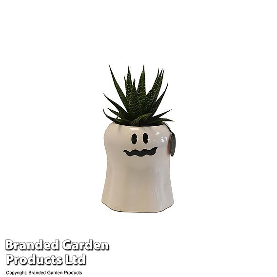 Halloween Succulent in Boo Pot