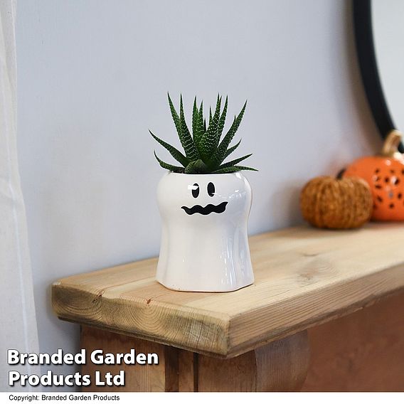 Halloween Succulent in Boo Pot