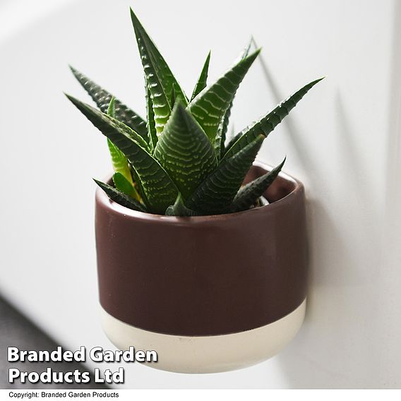 Succulent in Magnetic Brown Ceramic