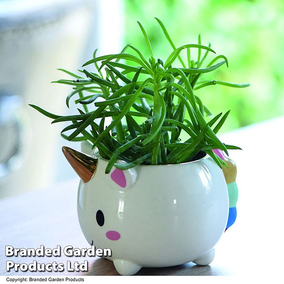 Unicorn Pot with Gold Horn