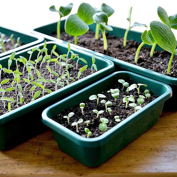 Seed Trays - Half Size