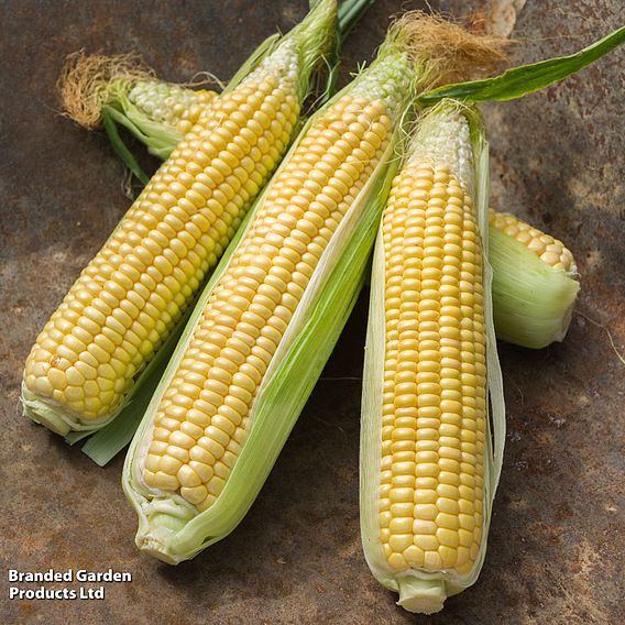 Sweetcorn 'Sweet Start' F1 - Seeds