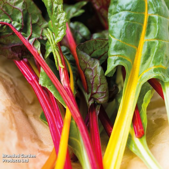 Swiss Chard 'Bright Lights'