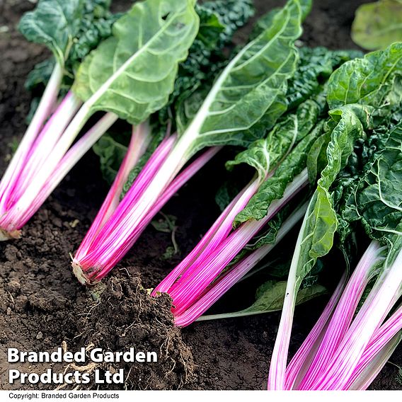 Swiss Chard 'Peppermint' - Seeds