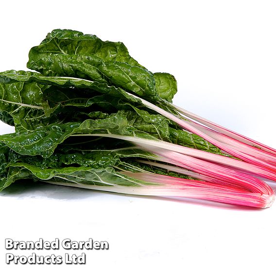 Swiss Chard 'Peppermint' - Seeds