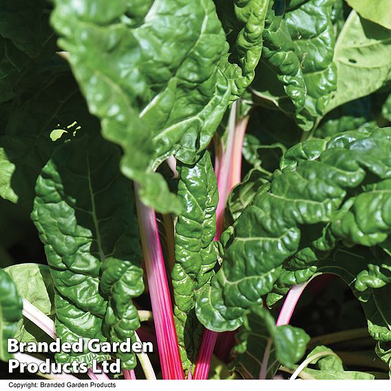 Swiss Chard 'Peppermint' - Seeds