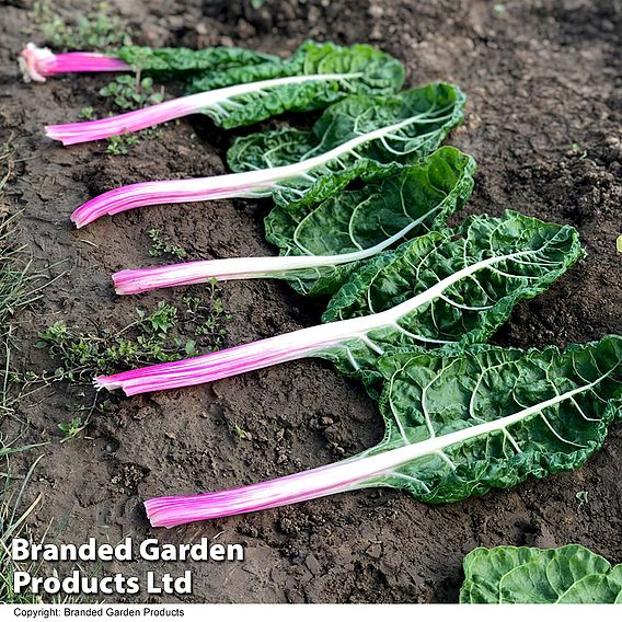 Swiss Chard 'Peppermint' - Seeds