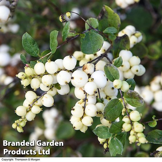 Symphoricarpos 'Magical Galaxy'