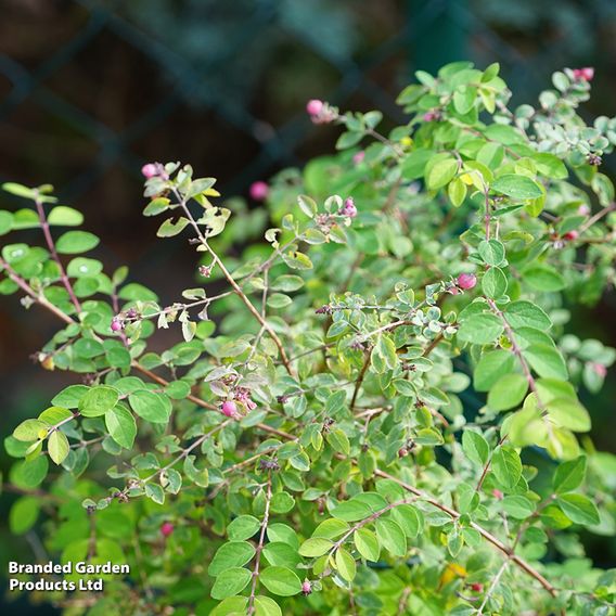 Symphoricarpos doorenbosii 'Magic Berry' (Hedging)