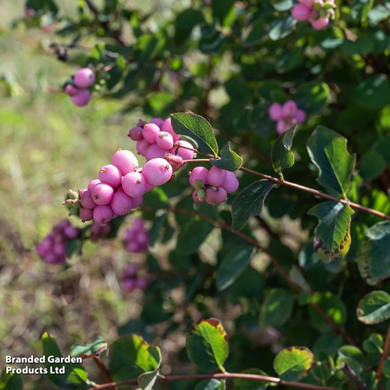 Symphoricarpos doorenbosii 'Magic Berry' (Hedging)