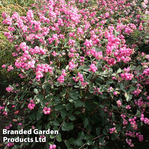 Symphoricarpos 'Magical Candy'