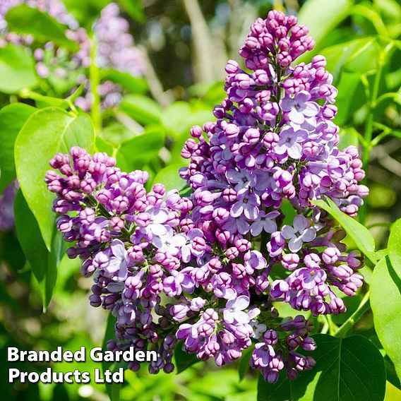 Lilac 'Belle de Nancy'