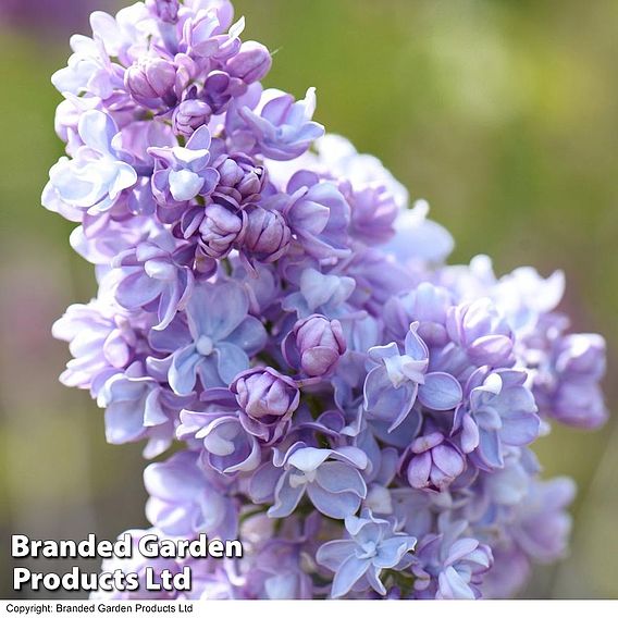 Lilac 'Belle de Nancy'