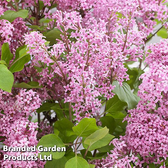 Lilac Dwarf 'Flowerfesta® Pink'