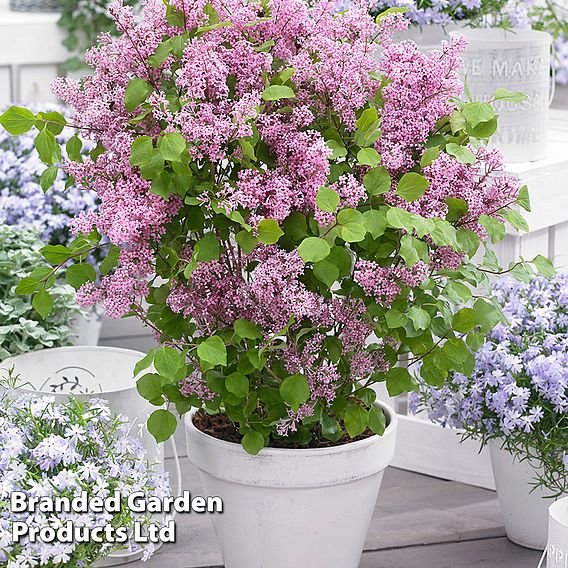 Syringa Flowerfesta® Collection