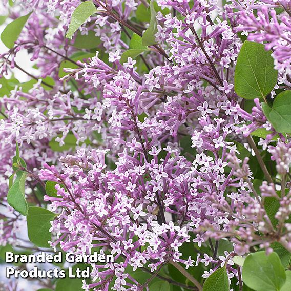 Syringa meyeri 'Flowerfesta® Purple'